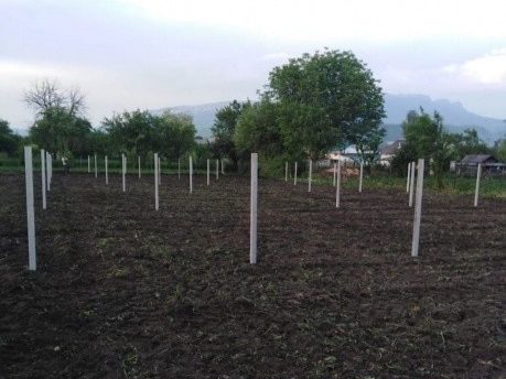 Личные подсобные хозяйства могут рассчитывать на господдержку