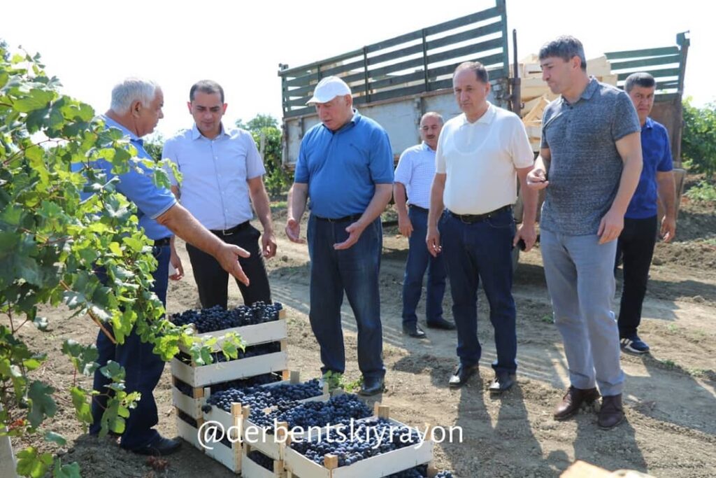 В Дербентском районе начался сбор винограда