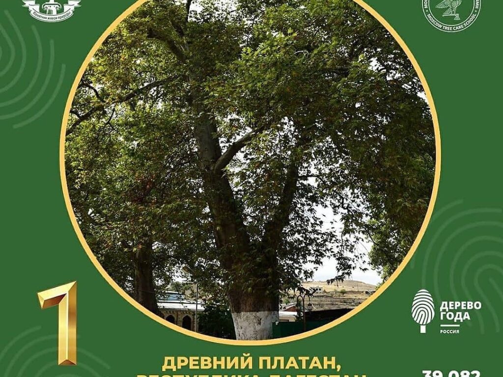 Древний платан – победитель национального конкурса Российское дерево года — 2020