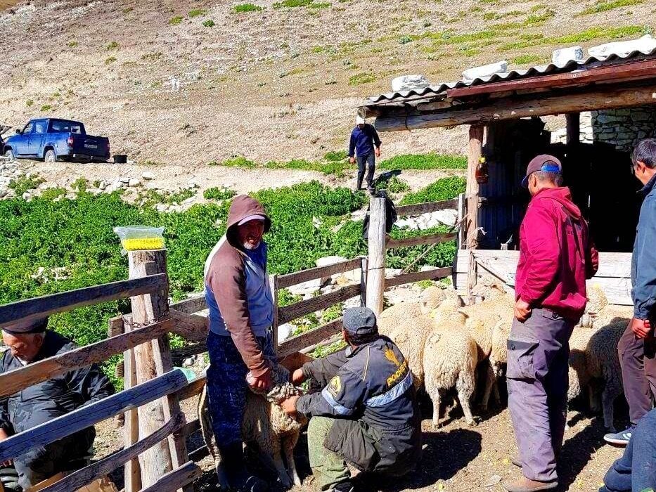 КФХ «Чед» Гумбетовского района экспортирует продукцию в Белоруссию