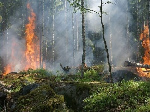 «Авиалесоохрана» заявила о возможном красном индексе пожарной опасности в Дагестане