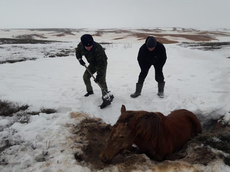 В Дагестане спасли лошадей из снежного плена