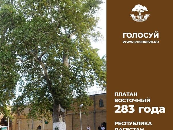Дербентский платан – участник конкурса “Российское дерево 2020”