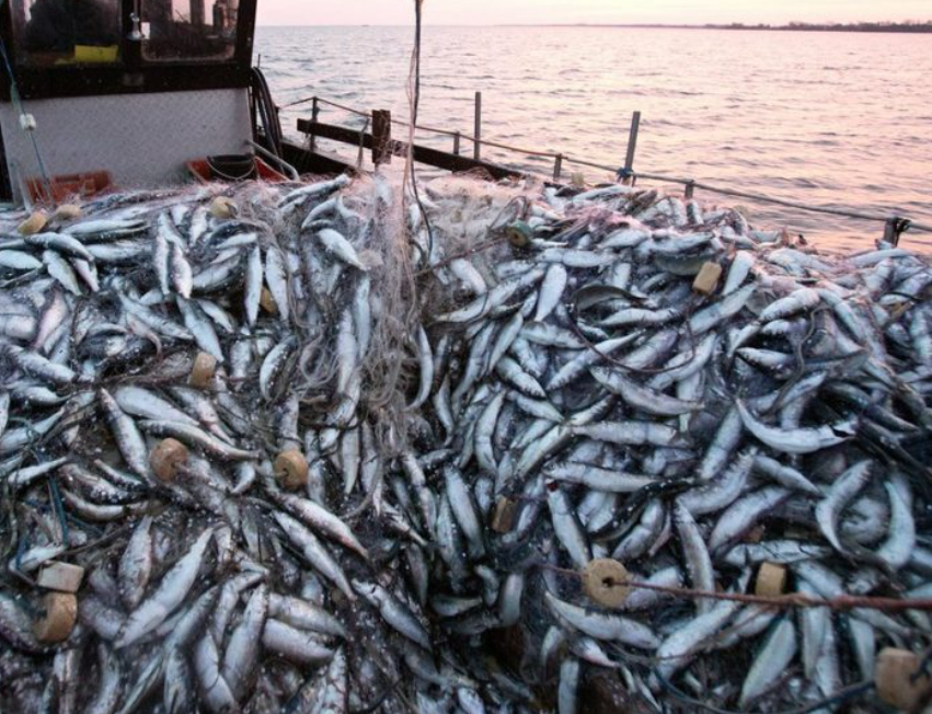 В Дагестане за год объем добычи рыбы вырос более чем на 40%