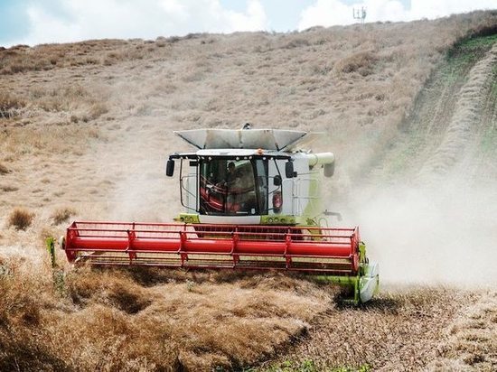 Buynaksk raqonunda rekord taxıl əldə edilib