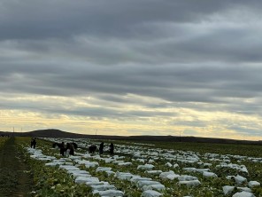 В Дербентском районе собирают зимний урожай пекинской капусты