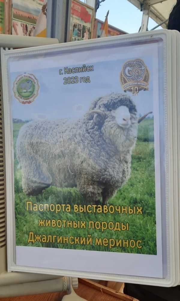 Гость из Ставрополья: «Дагестанская баранина обалденная»