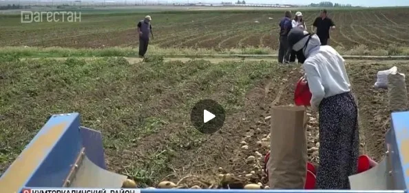 Около миллиона тонн овощей собрали в Дагестане к середине сентября