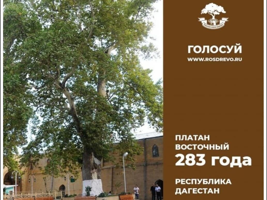 Дербентское дерево Платан