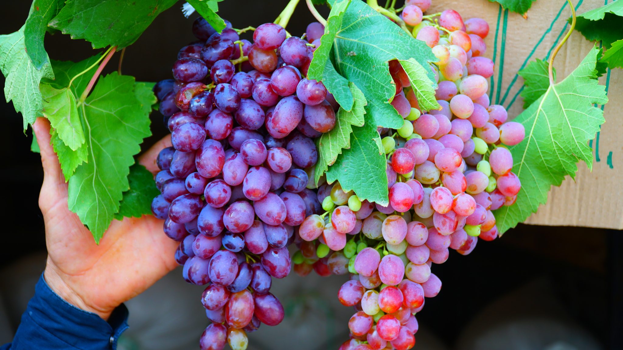 Виноградарь краснодарский край. Сорта дагестанского винограда. Саперави виноград. Виноградные сады Дагестан. Гюляби Дагестанский сорт винограда.