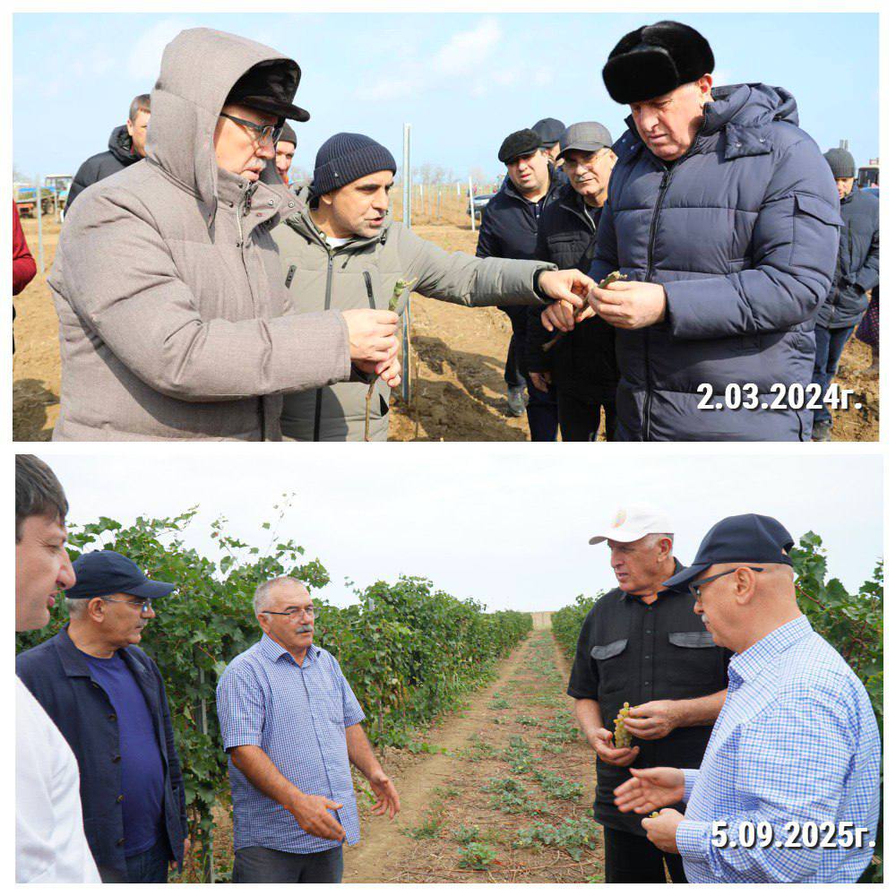 İllər boyu Foto: alaq otları ilə böyümüş boş yerdən meyvə verən üzüm bağına