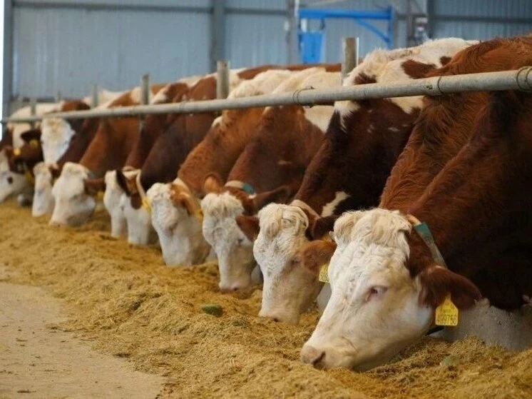 Dağıstanda 350 milyon rubla bir ət emalı zavodu tikiləcək - gücü növbədə 100 baş mal-qara olacaq